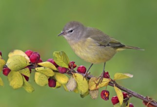 Orange-crowned Warbler (Leiothlypis celata), Saskatchewan, Canada