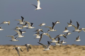 Greater Crested Tern (Thalasseus bergii) flying, Oman