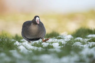 Greater White-fronted Goose (Anser albifrons) on snowy field, North Rhine-Westphalia, Germany