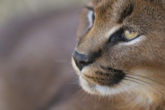 Caracal (Caracal caracal) adult portrait, Castile-La Mancha, Spain