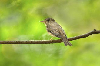 Brown-breasted Flycatcher (Muscicapa muttui) perched on a branch, Kerala, India