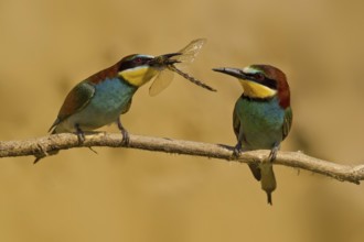 European Bee-eater (Merops apiaster) pair displaying, United Kingdom