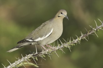 White-winged Dove (Zenaida asiatica), Arizona, USA