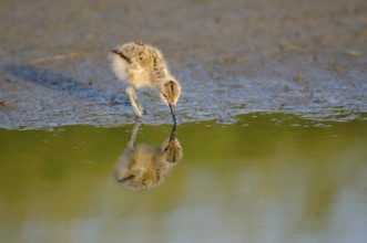 Saebelschnaebler (Recurvirostra avosetta), Avocet, Jungvogel bei der Nahrungssuche, mit Spiegelung,