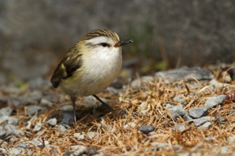 Rifleman (Acanthisitta chloris) male, New Zealand