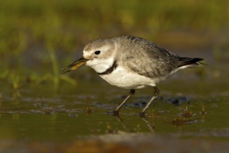 Wrybill (Anarhynchus frontalis) foraging, Glentanner, South Island, New Zealand