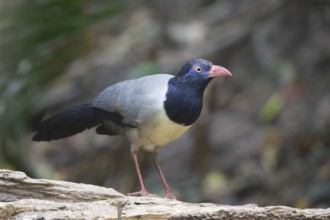 Coral-billed Ground Cuckoo (Carpococcyx renauldi), Khao Yai, Thailand