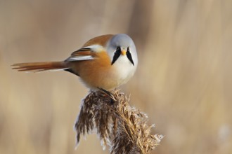 Bartmeise (Panurus biarmicus)