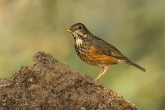 Black-breasted Thrush (Turdus dissimilis) female, Doi Ang Khang, Thailand