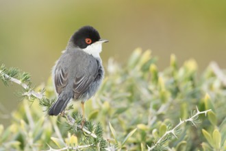 Sardinian Warbler (Sylvia melanocephala) male, Mallorca, Spain
