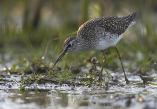Wood Sandpiper (Tringa glareola), Schleswig-Holstein, Germany