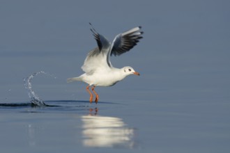 Black-headed Gull (Chroicocephalus ridibundus) flying, Lake Constance, Switzerland