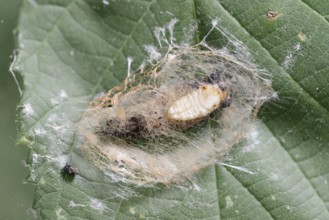 Rose owl (Thyatira batis), pupa in a web, North Rhine-Westphalia, Germany