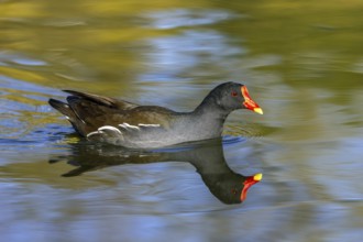 Eurasian common moorhen, waterhen (Gallinula chloropus) adult swimming in pond in spring