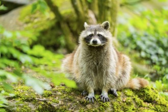 Common raccoon (Procyon lotor) on sitting on a rock, Bavaria, Germany