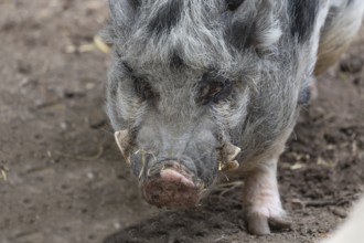 Pot-bellied pig (Sus scrofa domesticus), close up, wildlife park, Bavaria, Germany