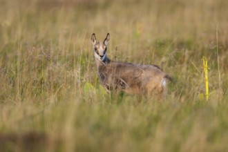 Chamois (Rupicapra rupicapra) youngster on a meadow in the Vosges Mountains, wildlife, France