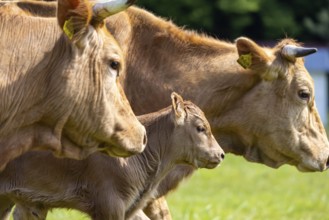Cows on a pasture, landscape near Oerrot in the north-east of Baden-Württemberg. Oberrot,