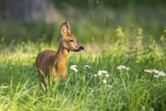 Roe deer (Capreolus capreolus) standing on a meadow, Hesse, Germany