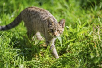 European wildcat (Felis silvestris silvestris) on a meadow, Hesse, Germany