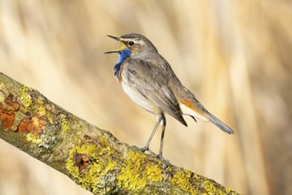 Bluethroat (Luscinia svecica cyanecula) ml Germany
