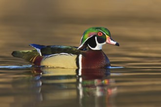Wood Duck (Aix sponsa) male, British Columbia, Canada