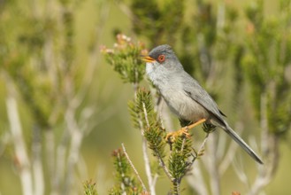 Balearic Warbler (Sylvia balearica) male singing, Mallorca, Spain