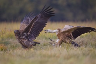 White-tailed Eagle & Griffon Vulture (Haliaeetus albicilla & Gyps fulvus) wrangling, Poland