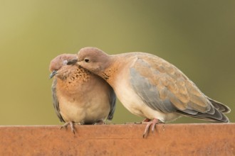 Laughing Dove (Spilopelia senegalensis) pair, Gambia