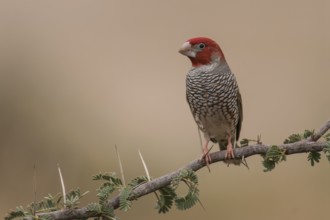 Red-headed Finch (Amadina erythrocephala) male, Northern Cape, South Africa