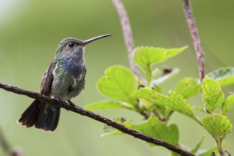 Sapphire-spangled Emerald (Polyerata lactea) perched on a branch in Manu National Park, Peru