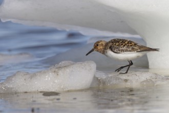 Sanderling (Calidris alba) on the Hudson's Bay near Churchill, Manitoba, Canada