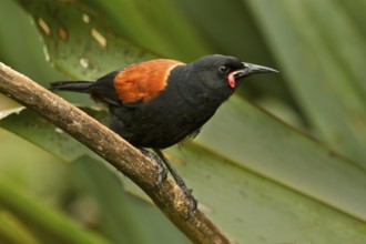 South Island Saddleback (Philesturnus carunculatus), New Zealand