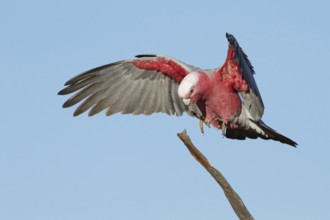 Galah (Eolophus roseicapilla) female flying, Queensland, Australia