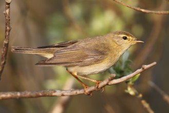 Willow Warbler (Phylloscopus trochilus), Texel, Netherlands