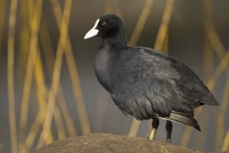 Eurasian Coot (Fulica atra), Mecklenburg-Western Pomerania, Germany