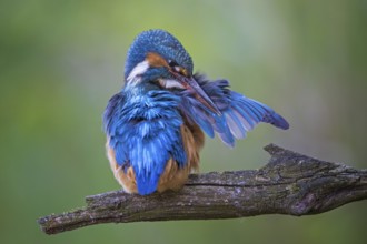 Common Kingfisher (Alcedo atthis) female preening, Saxony-Anhalt, Germany