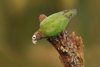 Brown-hooded Parrot (Pyrilia haematotis), Costa Rica