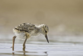 Black-winged Stilt (Himantopus himantopus) chick foraging, North Rhine-Westphalia, Germany