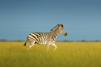 Zebra with blue sky. Burchell's zebra, Equus quagga burchellii, Nxai Pan National Park, Botswana,