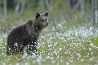 Eurasian Brown Bear (Ursus arctos) cub standing in white cottongrass, Finland