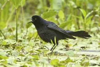 Boat-tailed Grackle (Quiscalus major) male, Texas, USA