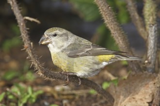 Parrot Crossbill (Loxia pytyopsittacus) female, Schleswig-Holstein, Germany