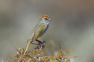 Green-tailed Towhee Pipilo chlorurus Bodie, California, United States 13 May Adult Emberizidae