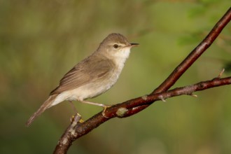 Blyths Reed Warbler - Buschrohrsänger - Acrocephalus dumetorum, Kazakhstan