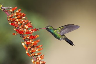 Broad-billed Hummingbird Cynanthus latirostris Madera Canyon, Santa Rita Mountains, Arizona, United
