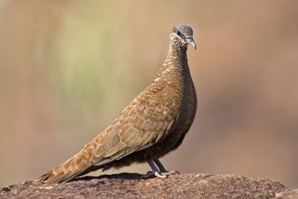 White-quilled Rock Pigeon (Petrophassa albipennis), Western Australia, Australia