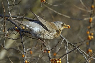 Fieldfare (Turdus pilaris) feeding on berries of Common sea buckthorn (Hippophae rhamnoides),