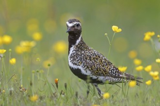 European Golden Plover (Pluvialis apricaria), Iceland