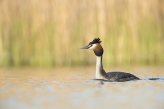 Great Crested Grebe (Podiceps cristatus), North Rhine-Westphalia, Germany